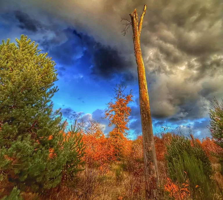 forêt de Fontainebleau en danger arbre mort