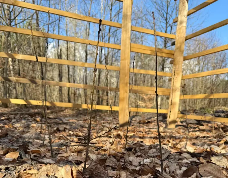 replantation d'arbre Fontainebleau