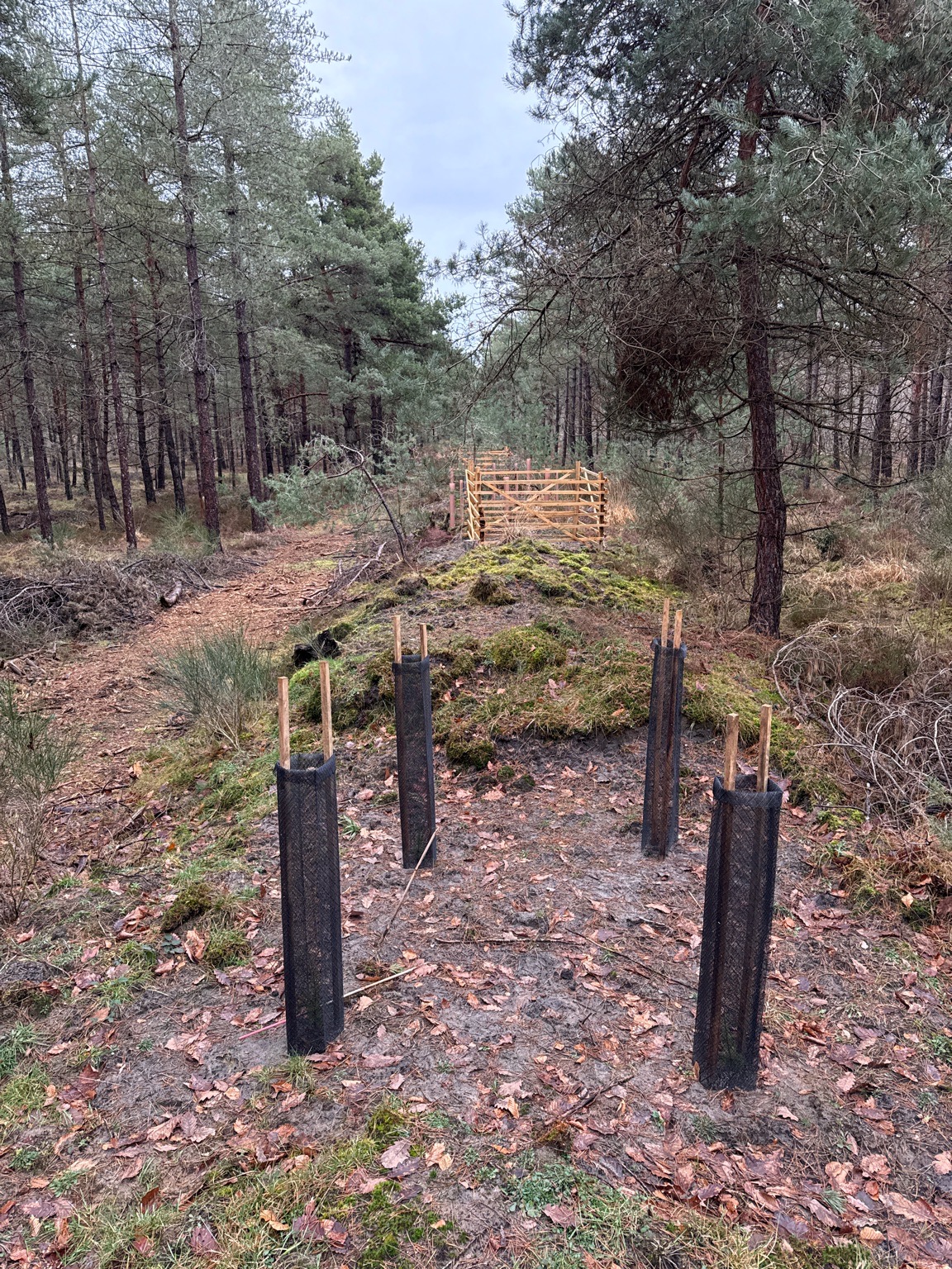 Plantations originales en forêt de Fontainebleau