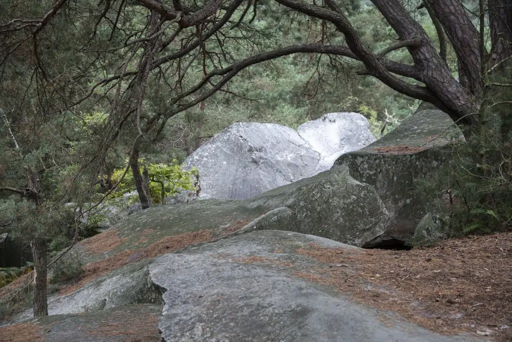forêt de fontainebleau surtourisme