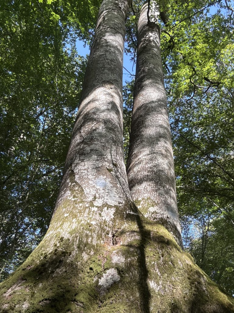 arbre remarquable forêt de fontainebleau