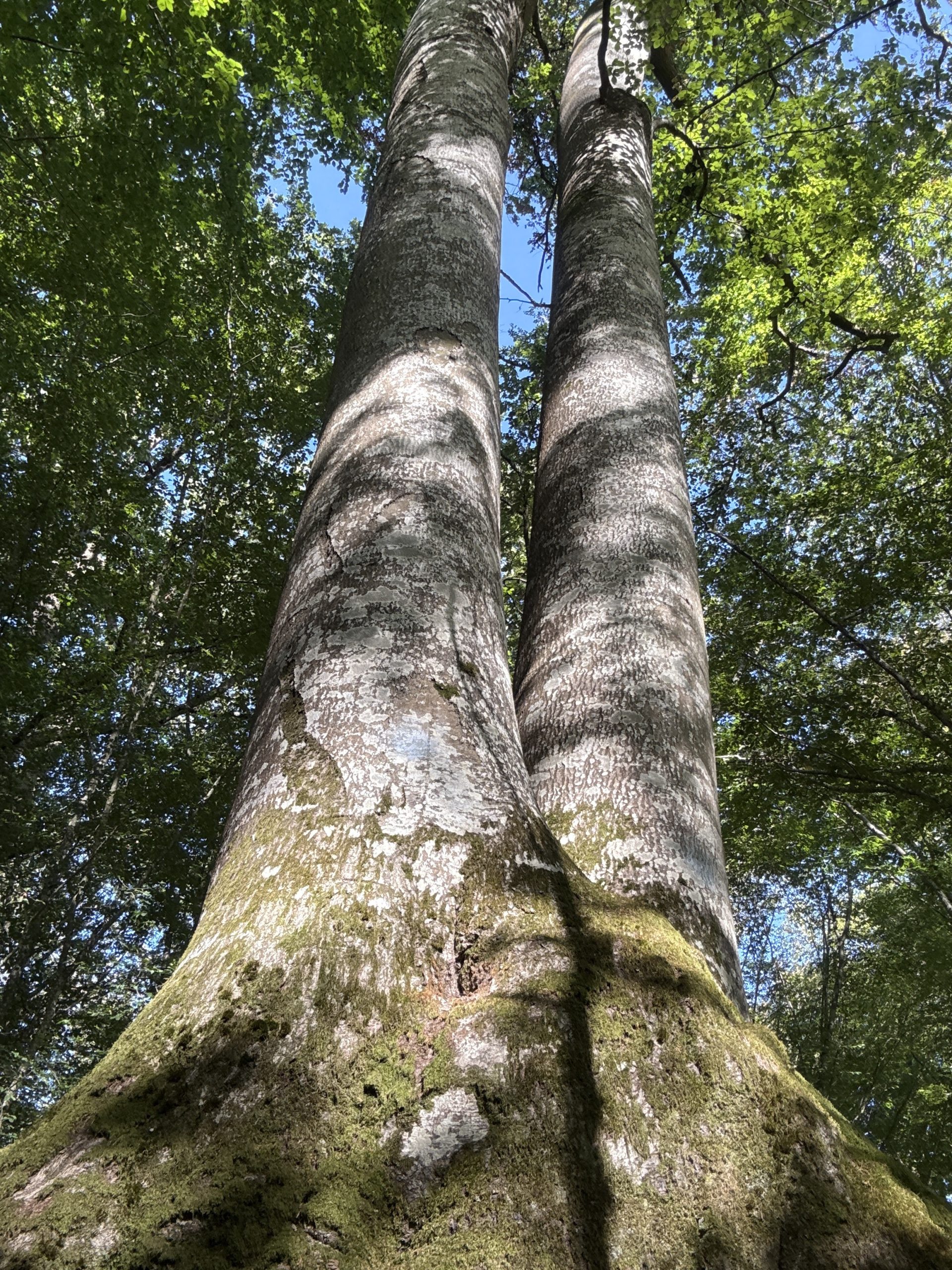 arbre remarquable forêt de fontainebleau