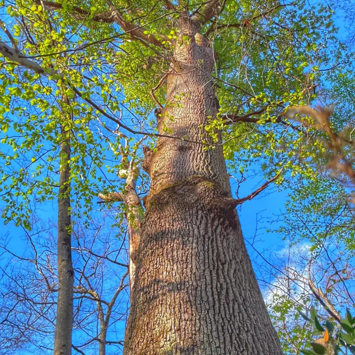 arbre RBI La Solle