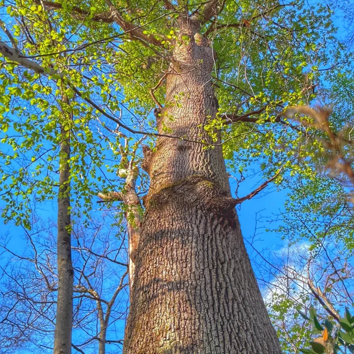arbre RBI La Solle